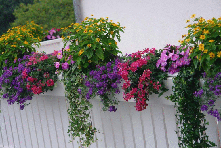 10 Shade-Loving Plants Perfect for Balcony Gardens