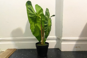 The 12 Best Fake Plants The Spruce Has Tested