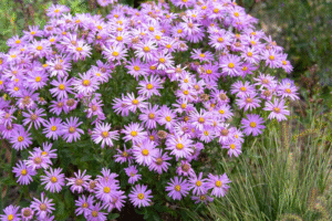 Top 7 Plants That Thrive in Clay Soil